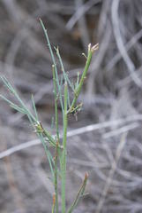 Psoralea karooensis