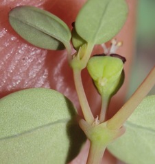 Euphorbia simulans