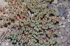 Euphorbia simulans