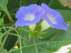 Ipomoea meyeri