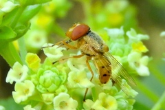 Copestylum sexmaculatum