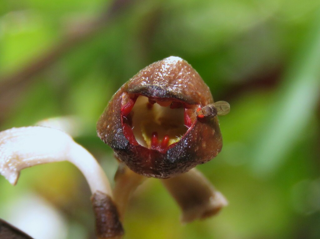 Gastrodia rubinea