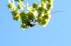 Sphaenothecus maccartyi