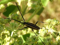 Sphaenothecus trilineatus