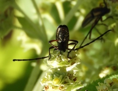 Sphaenothecus trilineatus