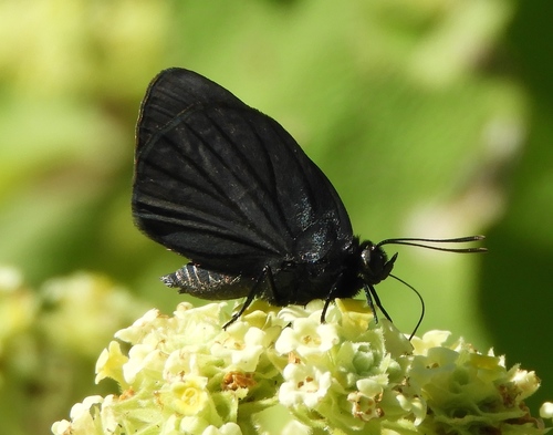 Mariposa Ipidecla Sureña Mexicana