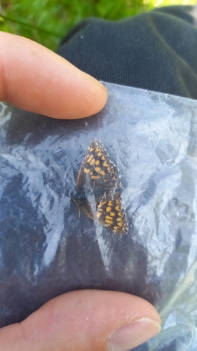 Photo of Duke of Burgundy (Hamearis lucina)