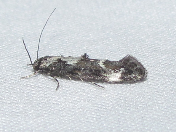 Mompha albapalpella