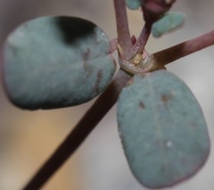 Euphorbia simulans