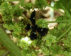 Calydna sturnula