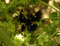 Calydna sturnula