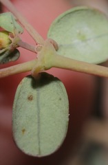Euphorbia simulans
