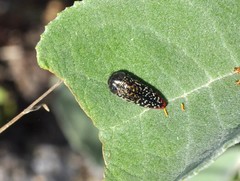 Acmaeodera haemorrhoa