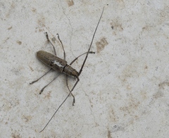 Neoptychodes trilineatus