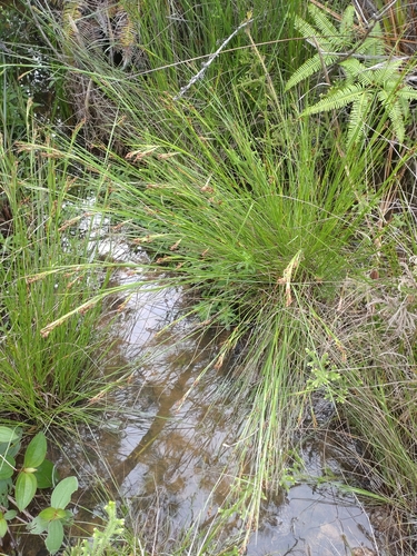 Rhynchospora brownii iNat (3)