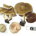 Entoloma leucocarpum - Photo (c) Jerry Cooper, μερικά δικαιώματα διατηρούνται (CC BY), uploaded by Jerry Cooper