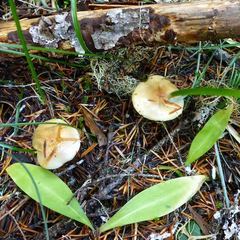 Pholiota lubrica