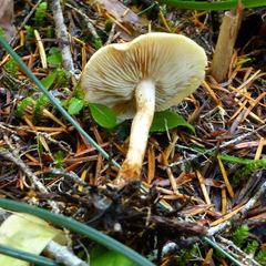 Pholiota lubrica