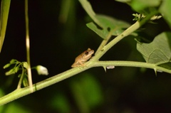 Eleutherodactylus antillensis