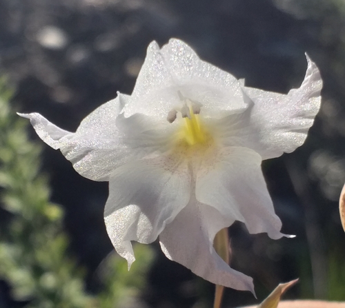 Darkline Glad (Gladiolus atropictus)