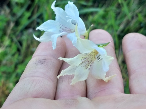 Image of Gladiolus atropictus by (c) kevin koen, some rights reserved (CC BY-SA)