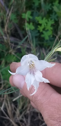 Image of Gladiolus atropictus by (c) kevin koen, some rights reserved (CC BY-SA)