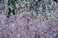 Salvia leucophylla