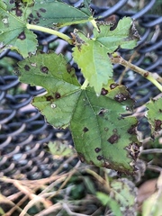 Cercospora moricola
