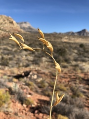 Astragalus remotus