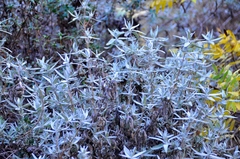 Salvia leucophylla