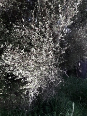 Olearia fragrantissima