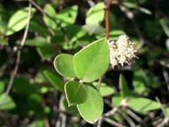 Olearia fragrantissima