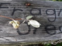 Olearia fragrantissima