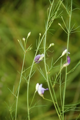Psoralea abbottii