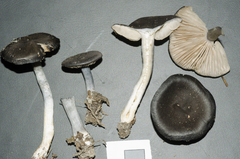 Entoloma perbloxamii
