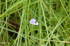 Psoralea abbottii