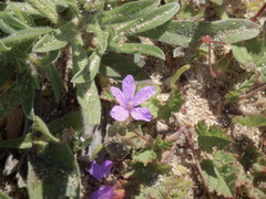 Erodium chium