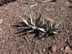 Agave parryi