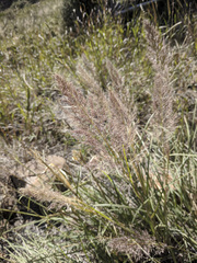 Muhlenbergia emersleyi