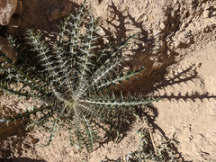 Cirsium arizonicum
