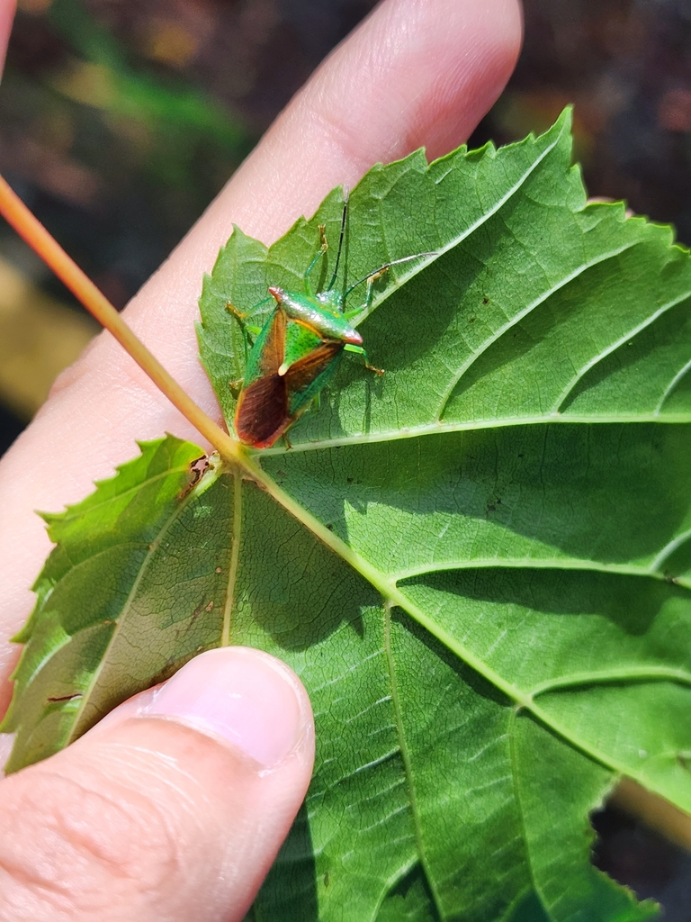 Acanthosoma atayal