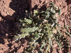 Cirsium arizonicum