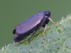 Limotettix anthracinus