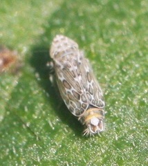 Latalus