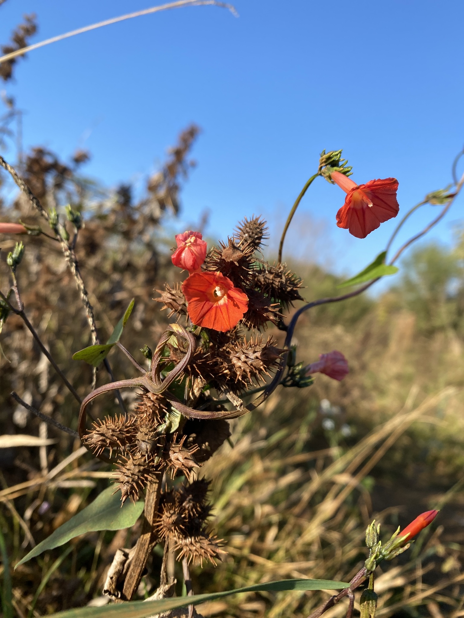 Ipomoea indivisa