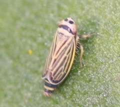 Amblysellus curtisii