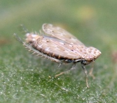 Latalus