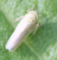 Graminella pallidula