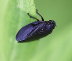 Prosapia ignipectus