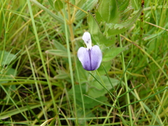 Psoralea abbottii